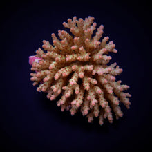 Lade das Bild in den Galerie-Viewer, Acropora subulata

