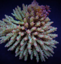 Lade das Bild in den Galerie-Viewer, Acropora subulata

