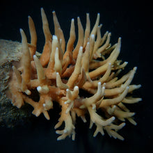 Lade das Bild in den Galerie-Viewer, Acropora suharsonoi
