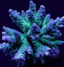 Lade das Bild in den Galerie-Viewer, Acropora tenuis (Grade A)
