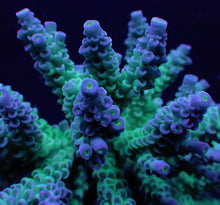 Lade das Bild in den Galerie-Viewer, Acropora tenuis (Grade A)
