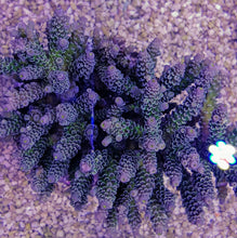 Lade das Bild in den Galerie-Viewer, Acropora tenuis (Grade A)
