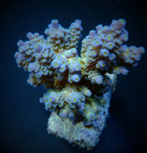 Lade das Bild in den Galerie-Viewer, Acropora tenuis (Blueish)

