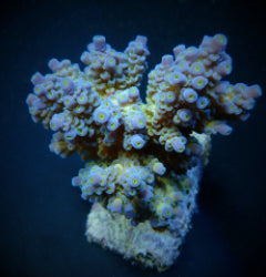 Acropora tenuis (Blueish)