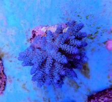 Lade das Bild in den Galerie-Viewer, Acropora tenuis (Blueish)
