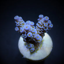 Lade das Bild in den Galerie-Viewer, Acropora tenuis (Blueish)
