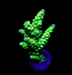 Acropora tenuis (Greenish) (frag) NZ