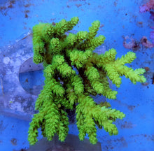 Lade das Bild in den Galerie-Viewer, Acropora tenuis (Greenish)
