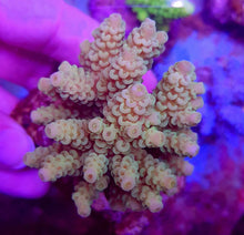 Lade das Bild in den Galerie-Viewer, Acropora tenuis (Greenish)
