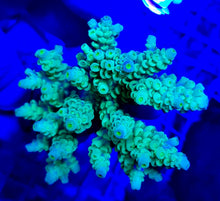 Lade das Bild in den Galerie-Viewer, Acropora tenuis (Greenish)
