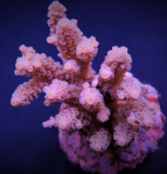 Acropora tenuis (Pinkish)