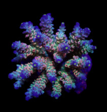 Lade das Bild in den Galerie-Viewer, Acropora tenuis (Rainbow-Homewrecker)
