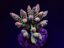 Lade das Bild in den Galerie-Viewer, Acropora tenuis (Rainbow-Homewrecker)
