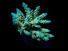 Lade das Bild in den Galerie-Viewer, Acropora tenuis (Rainbow-Homewrecker)
