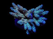 Lade das Bild in den Galerie-Viewer, Acropora tenuis (Rainbow-Homewrecker)
