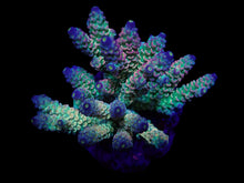 Lade das Bild in den Galerie-Viewer, Acropora tenuis (Rainbow-Homewrecker)
