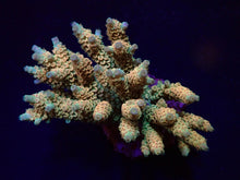 Lade das Bild in den Galerie-Viewer, Acropora tenuis (Rainbow-Homewrecker)
