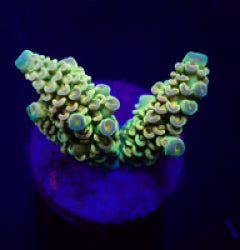 Acropora tenuis (Rainbow) (frag) NZ