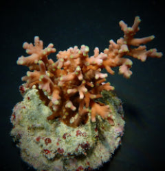 Acropora turaki