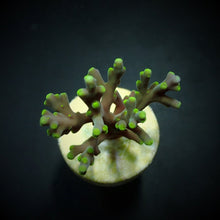 Lade das Bild in den Galerie-Viewer, Acropora turaki
