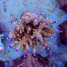 Lade das Bild in den Galerie-Viewer, Acropora valida

