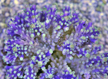 Lade das Bild in den Galerie-Viewer, Acropora valida
