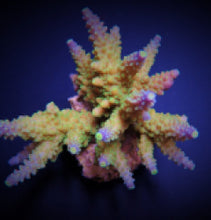 Lade das Bild in den Galerie-Viewer, Acropora valida
