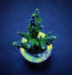 Acropora valida (frag) NZ