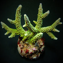 Lade das Bild in den Galerie-Viewer, Acropora yongei
