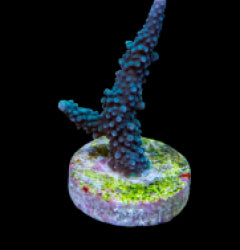 Acropora yongei (frag) NZ