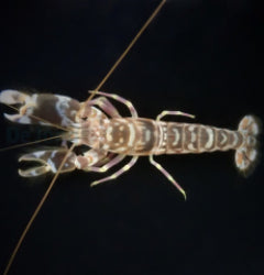Alpheus bellulus