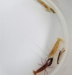 Alpheus spp. mix