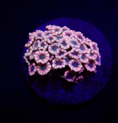 Alveopora spp. (Ultra) (frag)