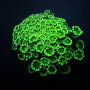 Lade das Bild in den Galerie-Viewer, Alveopora spp. (Green)
