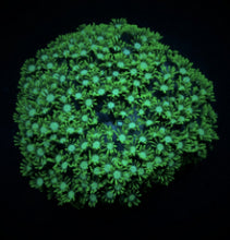Lade das Bild in den Galerie-Viewer, Alveopora spp. (Green)
