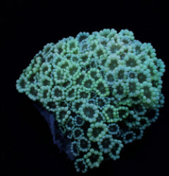 Alveopora spp. (Premium)