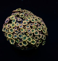 Alveopora spp. (Ultra)