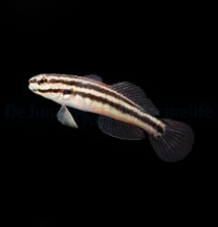 Amblygobius linki - T.B.