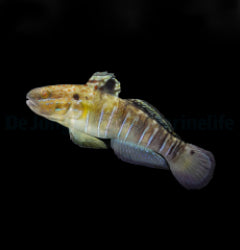 Amblygobius phalaena - T.B.