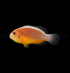 Amphiprion akallopisos - T.B.