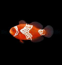 Amphiprion biaculeatus - gibbosus (Lightning) - T.B.