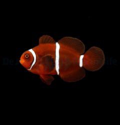 Amphiprion biaculeatus - T.B.