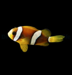 Amphiprion clarkii (Black) - T.B.