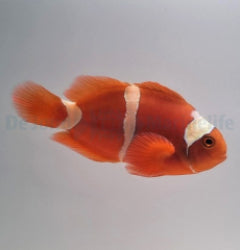 Amphiprion epigrammata - T.B.