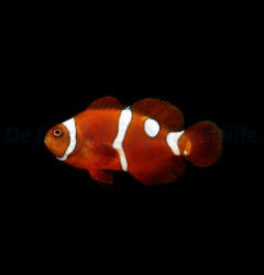 Amphiprion epigrammata (Snowdrop) - T.B.