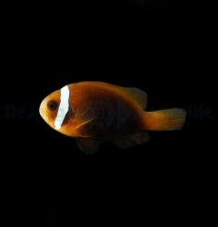 Amphiprion melanopus - T.B.