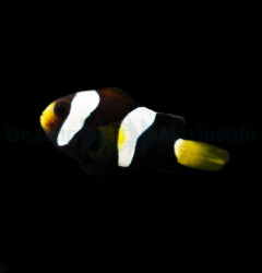 Amphiprion clarkii (Black) - T.B.