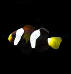 Amphiprion milii - T.B.