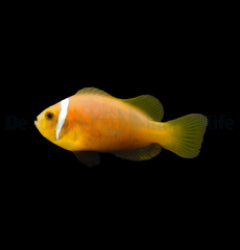 Amphiprion nigripes - T.B.