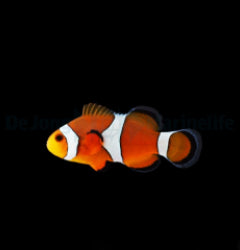Amphiprion ocellaris - T.B.